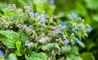 "Jardiner au naturel" : des ateliers pour des pratiques simples et éco-responsables au jardin