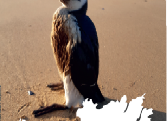 Alerter en cas de découverte d'oiseaux mazoutés ou de trace d'hydrocarbure sur les plages